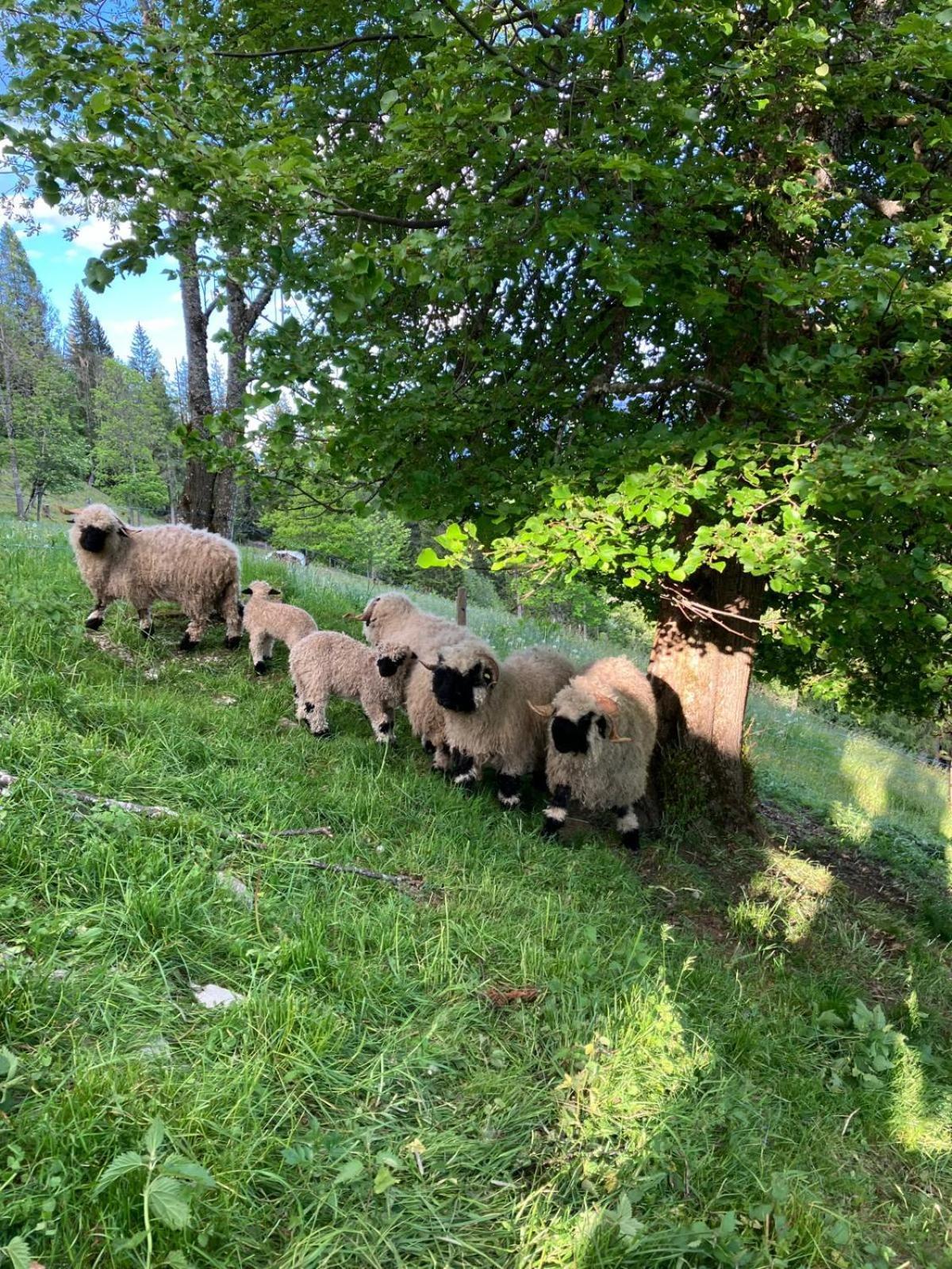 Hochkoenig